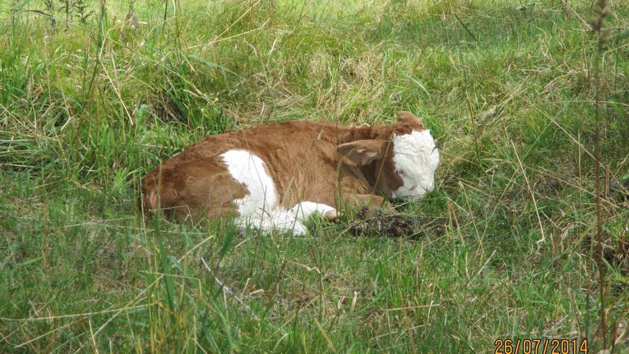 Kalb auf Alm Kalb auf Alm